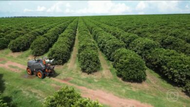 Agronegócio bate recorde de empregos no Brasil com crescimento de vagas fora do campo — Foto: Jornal Nacional